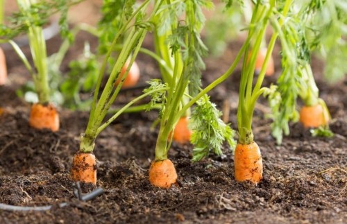 Mê mẩn với cách trồng cà rốt tí hon mini đang trở thành “cơn sốt”