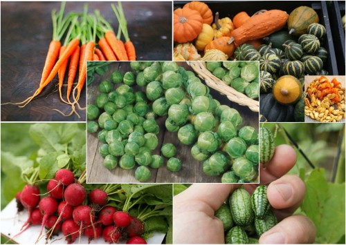 Mách bạn 10 loại rau củ quả tí hon cực dễ trồng giàu dinh dưỡng