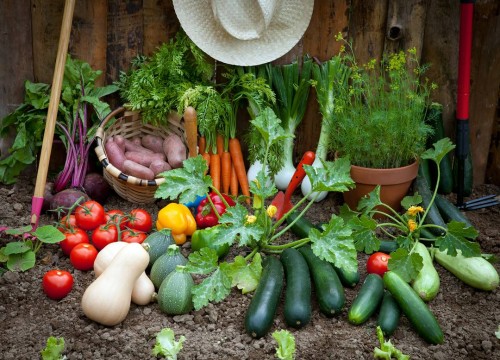 Tự trồng 6 loại rau củ sạch năng suất cao cho khu vườn nhà bạn