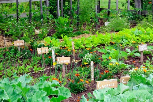 Tuyệt chiêu trộn đất trồng rau sạch cải tạo đất ngay tại nhà