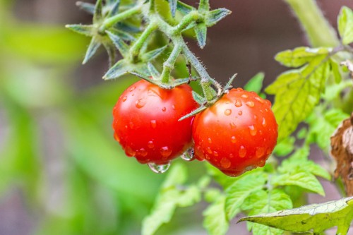 Tuyệt chiêu trồng cà chua thái lát độc đáo vô cùng đơn giản