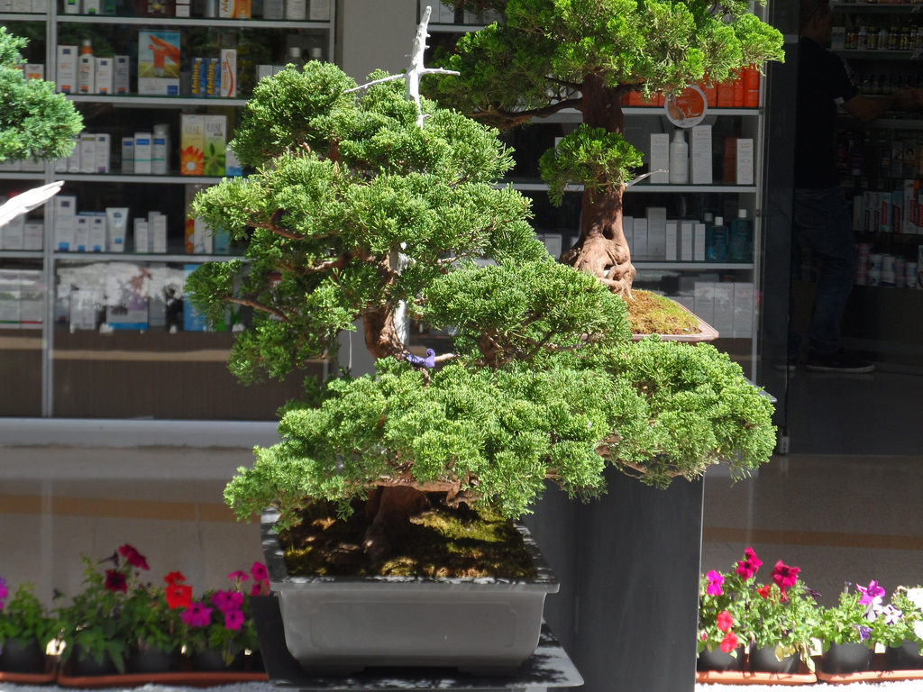 Mách bạn cách trồng bonsai trang trí vườn nổi bật của người Nhật