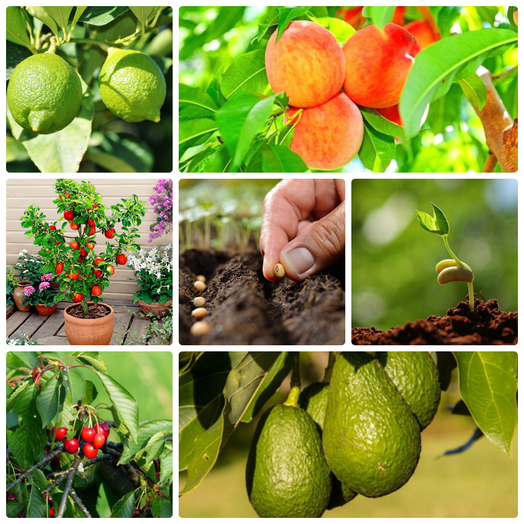 Bí kíp trồng 8 loại cây ăn quả từ hạt dễ dàng ngay tại nhà
