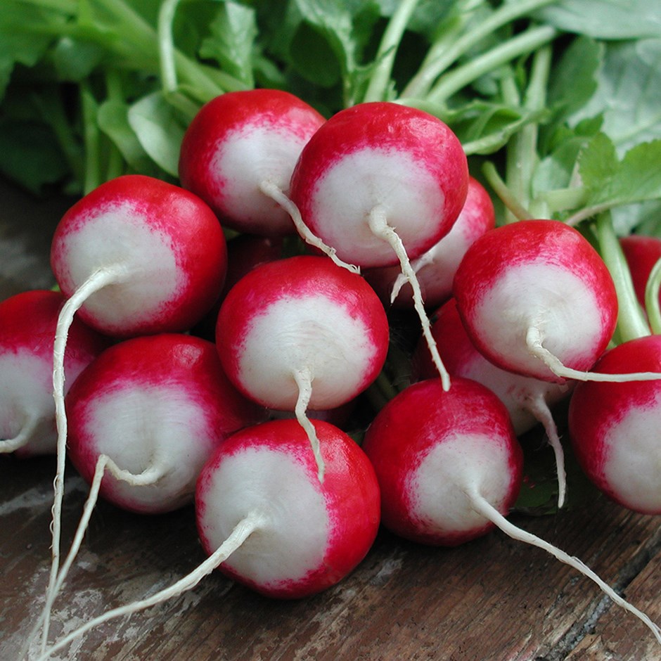 “Bỏ túi” ngay cách trồng củ cải đỏ đít trắng mini giảm nhiệt mùa hè