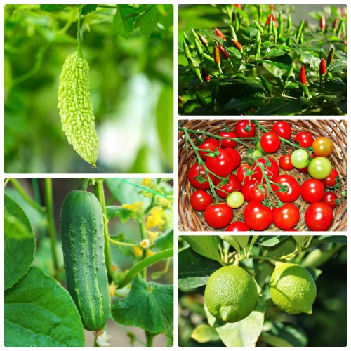 Tự trồng 5 loại rau quả thông dụng cho mọi bữa ăn ngay tại nhà