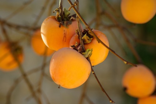 Học cách trồng cây hồng giòn ngon ngọt bổ sung dưỡng chất