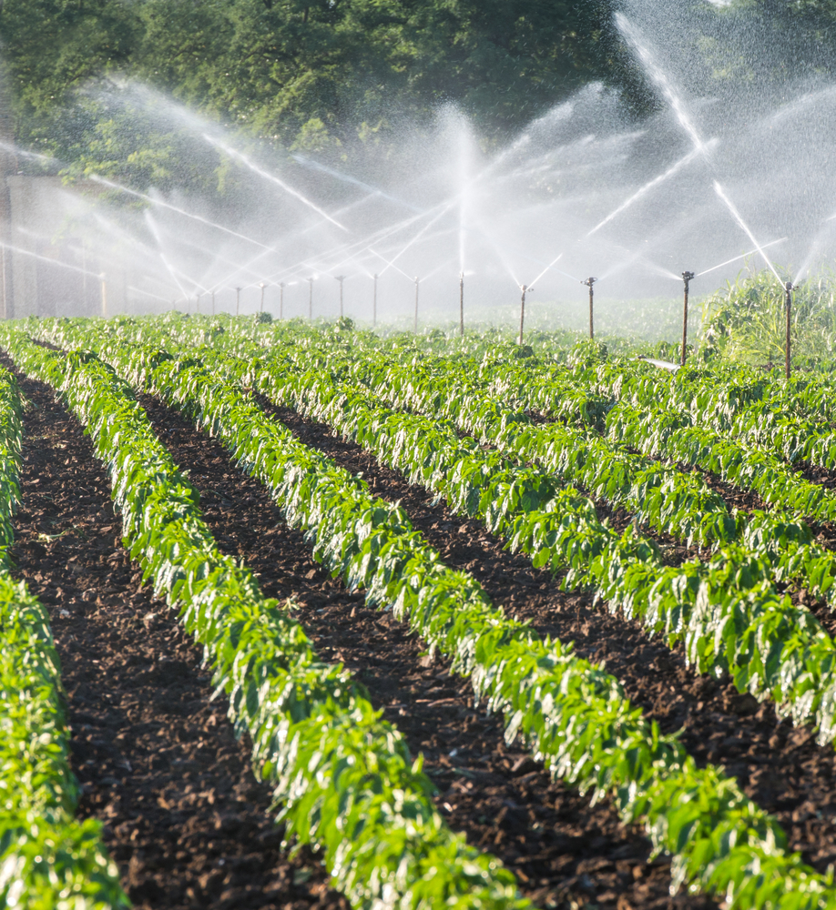 Lợi ích của hệ thống tưới phun mưa trong kỹ thuật nuôi trồng