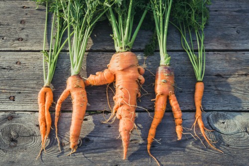 Nguyên nhân và cách khắc phục cà rốt bị biến dạng dị tật xuất hiện vị đắng