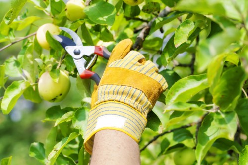 Phương pháp cắt tỉa cành trẻ hoá cây táo kích thích cây đâm chồi