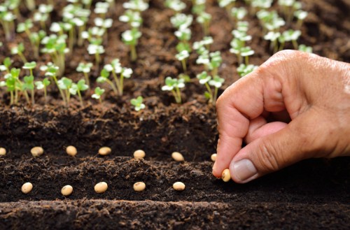 Tìm hiểu nguyên nhân tại sao hạt giống không nảy mầm?