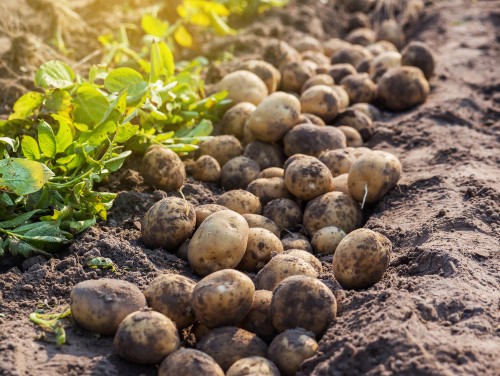 Phương pháp gieo hạt trồng khoai tây cung cấp thực phẩm dinh dưỡng