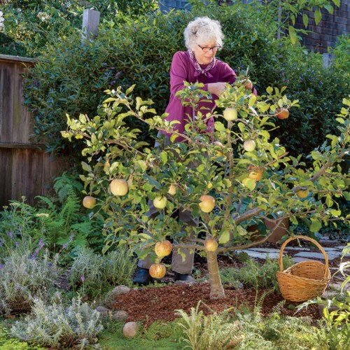 Hướng dẫn cách trồng táo đào vàng và bí kíp cắt tỉa cho quả năm tới