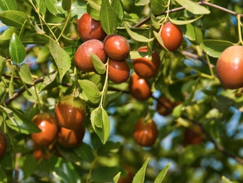 Hướng dẫn cách trồng táo tàu bằng cây con cung cấp chất dinh dưỡng