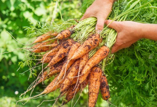 7 mẹo trồng cà rốt kích thích phát triển nhanh thu hoạch liền tay