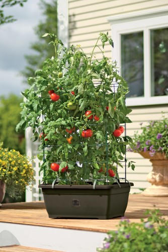 Mách bạn cách trồng cà chua bằng cây con thu hoạch liền tay