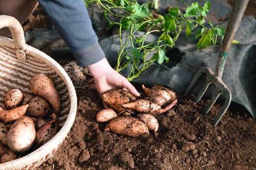 Học cách trồng khoai lang bằng cây con giống cho củ to ngon ngọt