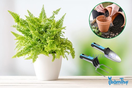 Phương pháp trồng cây dương xỉ giúp thanh lọc không khí