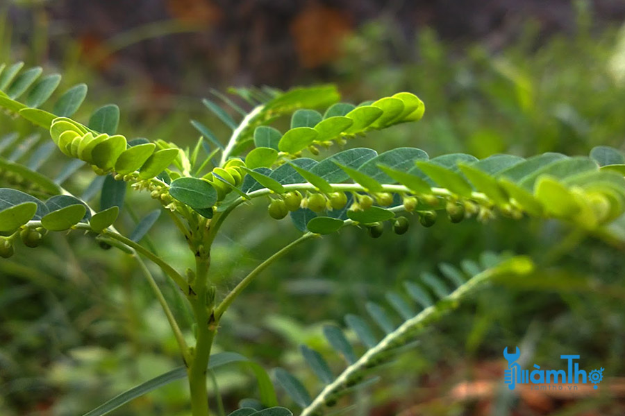 Cách trồng cây diệp hạ châu làm dược liệu
