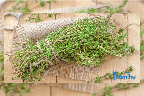 Chia sẻ cách gieo trồng cỏ xạ hương giúp tăng cường hệ miễn dịch