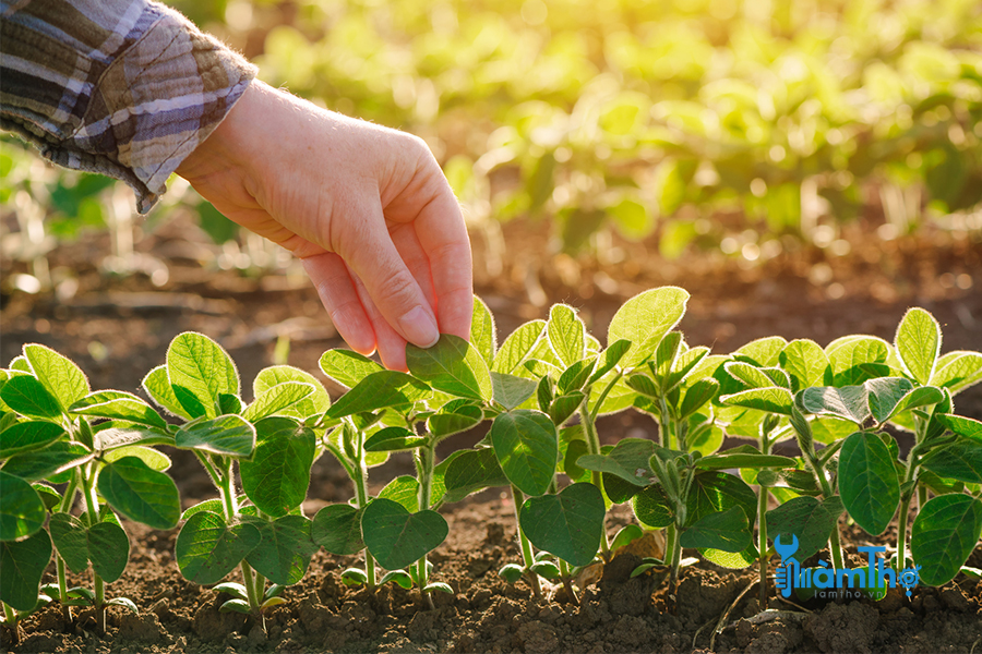Hướng dẫn cách trồng đậu tương tại nhà