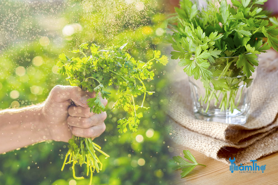Phương pháp giâm cành trồng rau mùi
