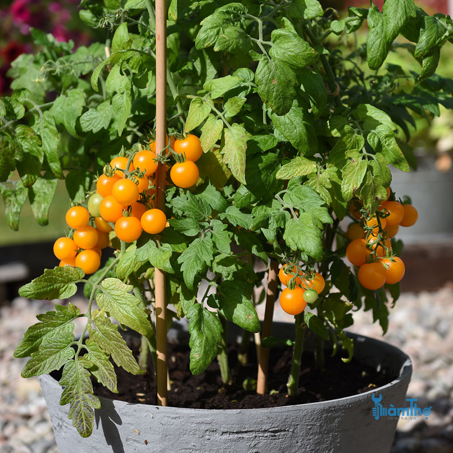 Hướng dẫn cách trồng cây cà chua bi vàng