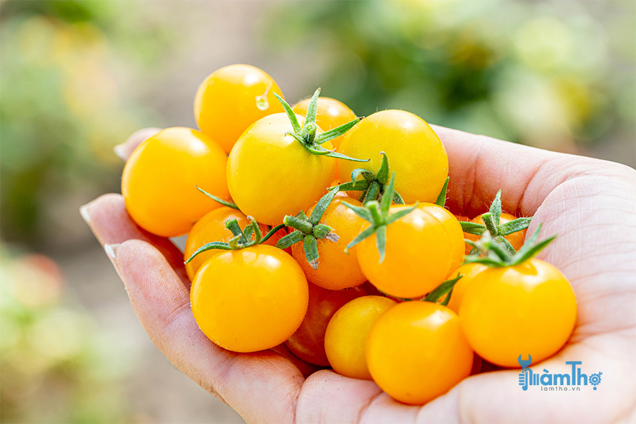 Cà chua bi: Làm thế nào để trồng cà chua bi vàng tại nhà