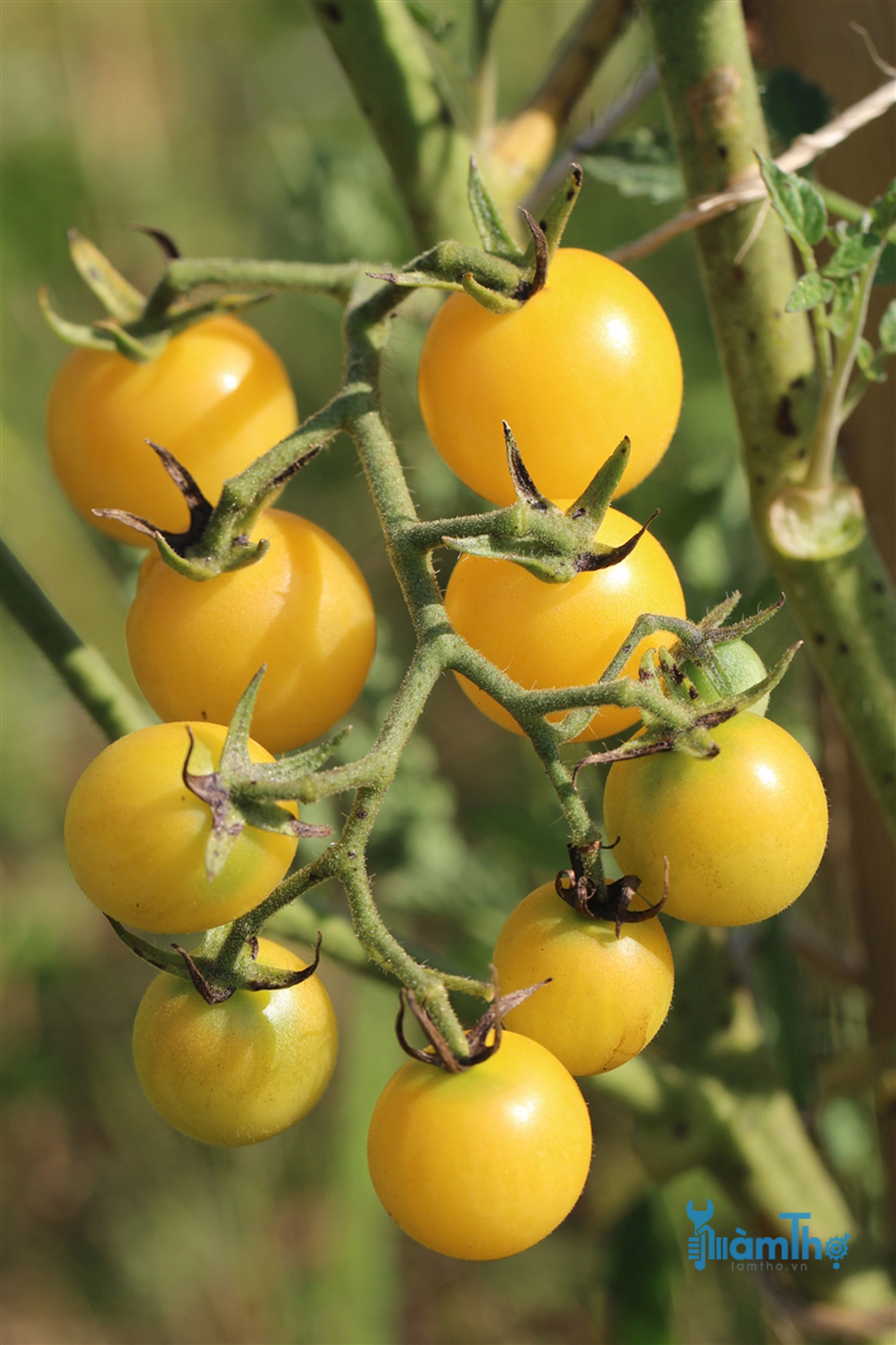 Hướng dẫn cách trồng cây cà chua bi vàng