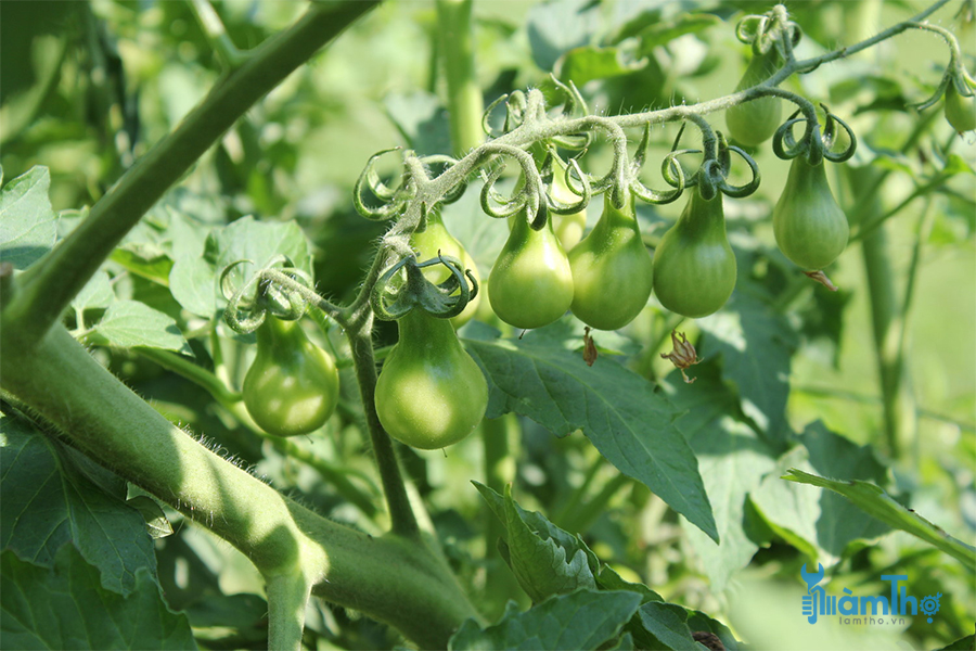 Cách trồng cà chua lê vàng bằng hạt giống