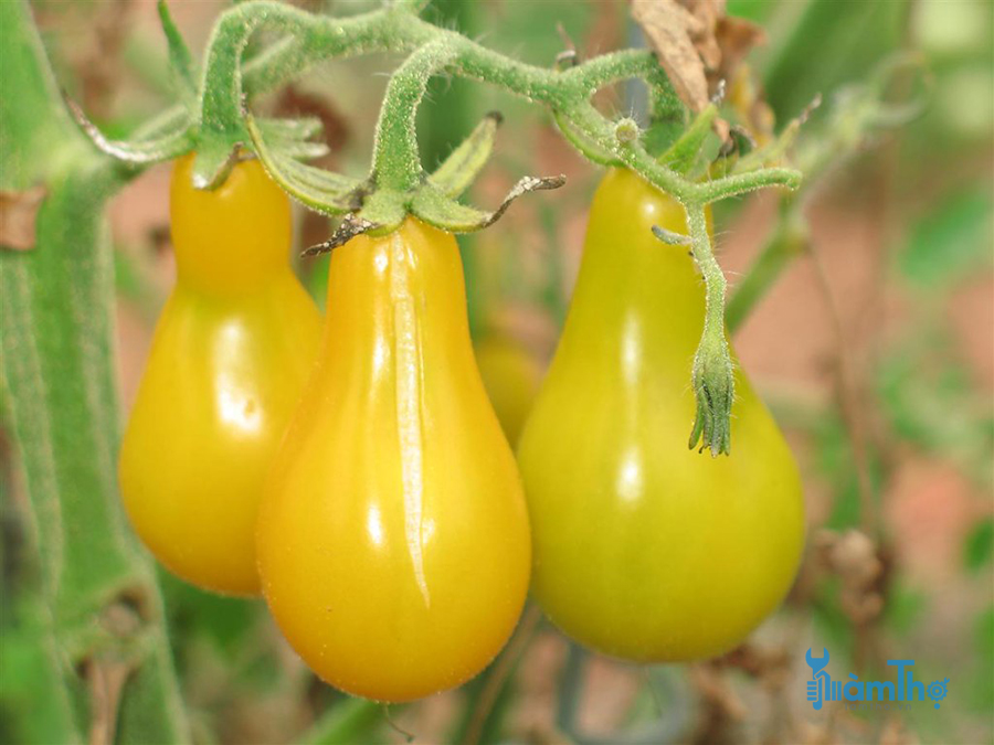 Cách trồng cà chua lê vàng bằng hạt giống