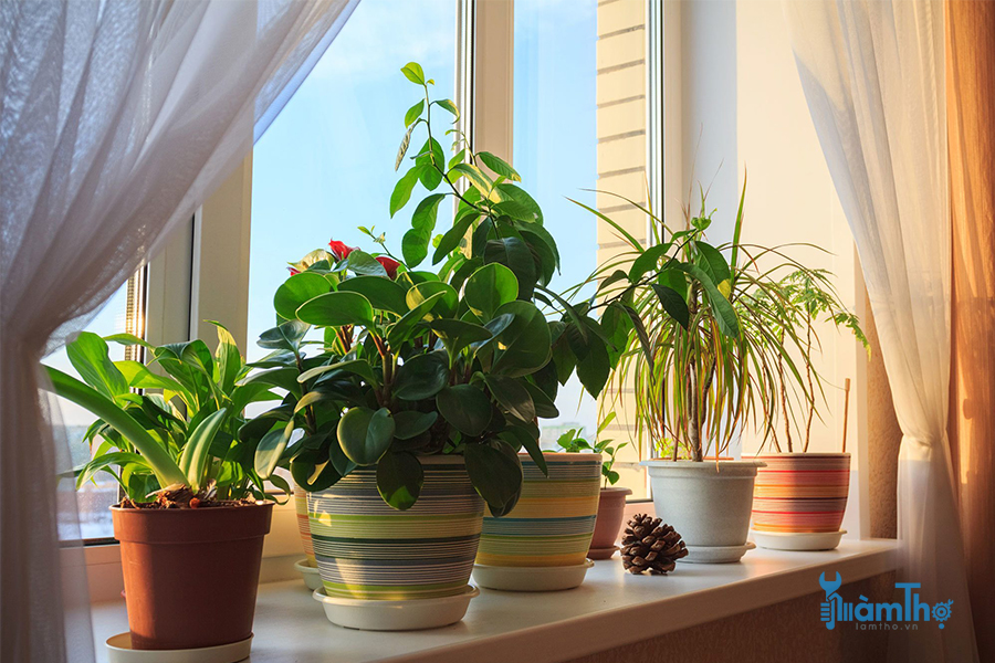 Đặt cây trồng gần cửa sổ kính tiếp xúc gián tiếp ánh sáng mặt trời