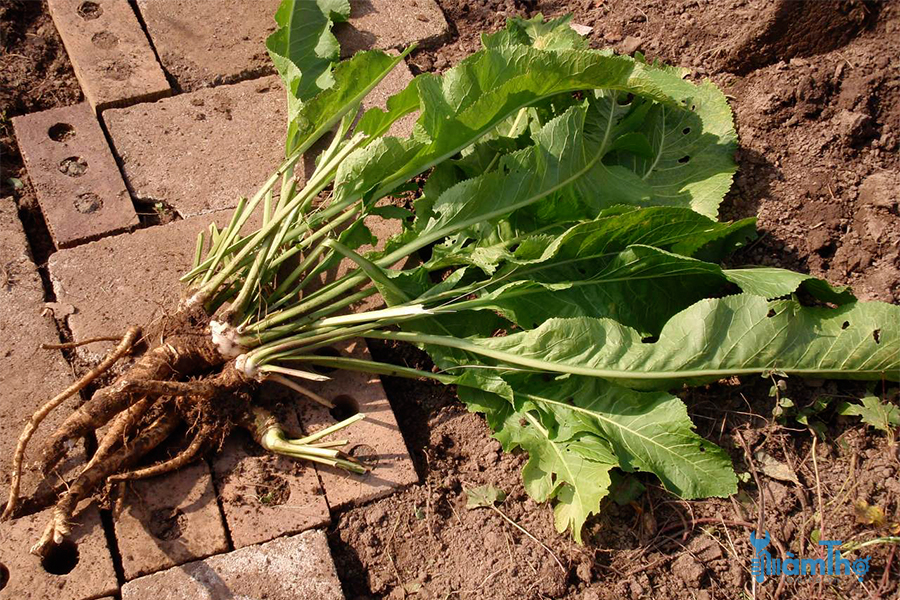 Cách trồng củ cải ngựa bằng hạt giống