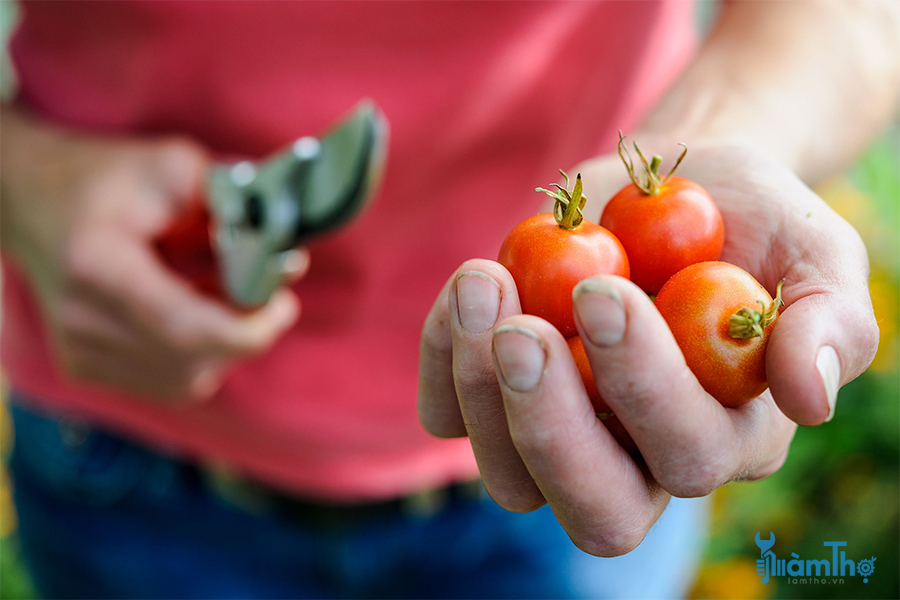 Chọn một vài quả cà chua khỏe mạnh để lấy hạt giống