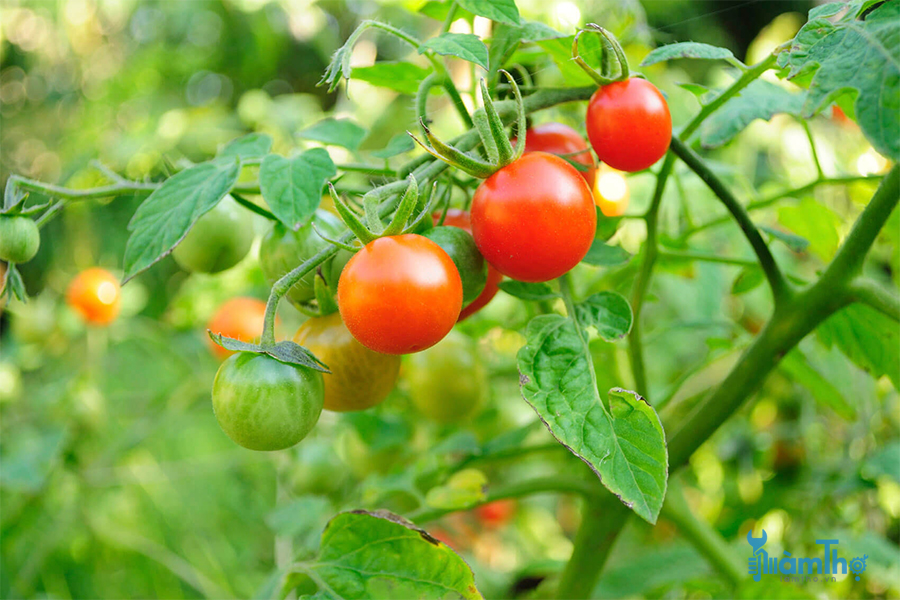 Mẹo để trồng cà chua nhanh chóng