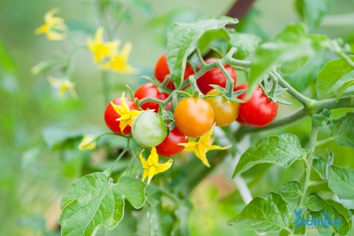 Mẹo tiết kiệm thời gian để trồng cà chua nhanh chóng