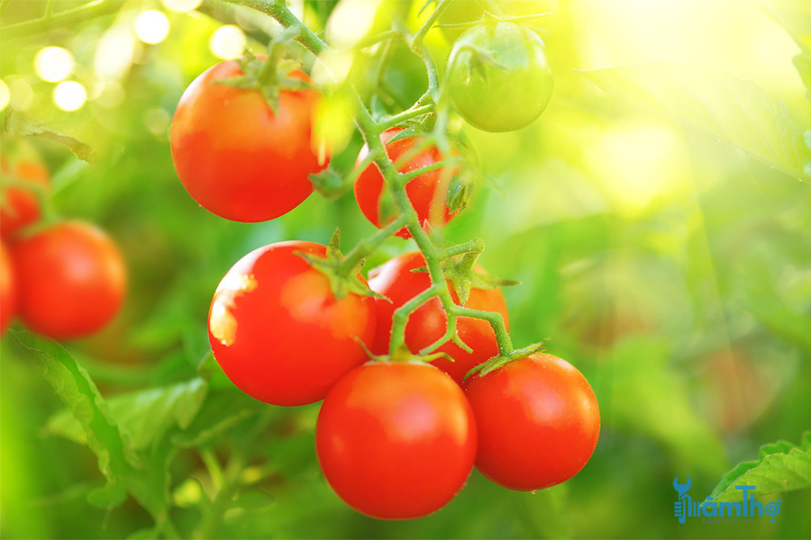 Mẹo trồng cà chua 