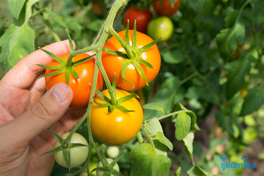 Cách làm chín cà chua