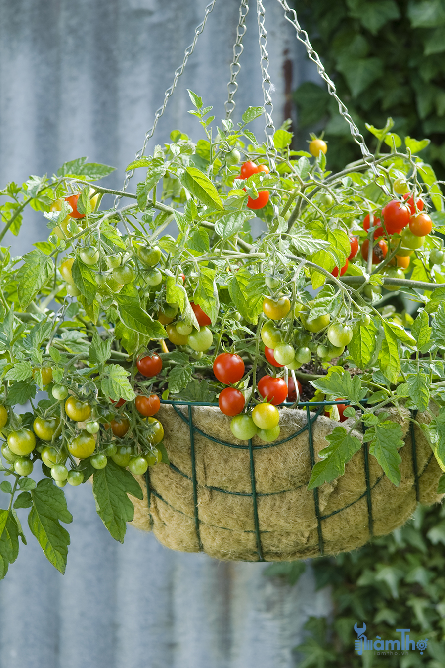 Cách làm chín cà chua xanh trên cây 