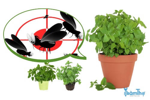 15 loại cây thực vật giúp xua đuổi côn trùng hiệu quả