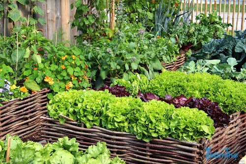 Bí kíp trồng 10 loại rau trong thùng phù hợp không gian nhỏ