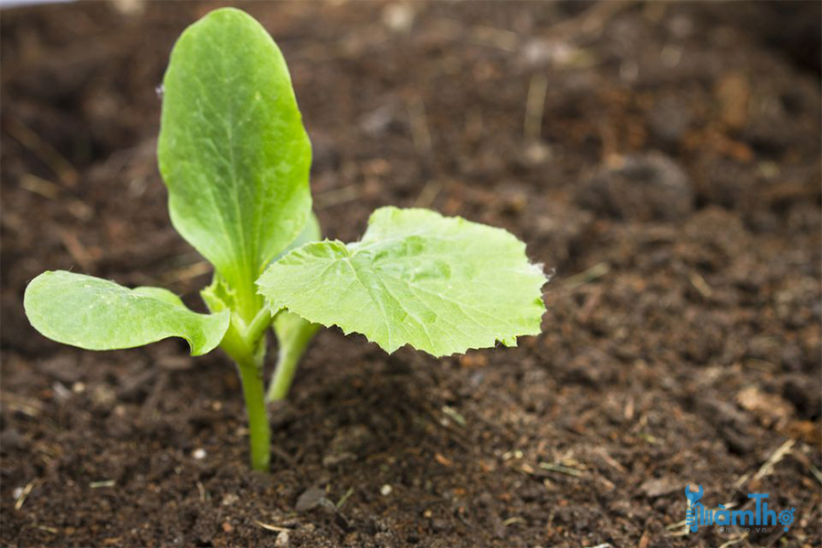Bí ngòi xanh là một loại cây trồng nhanh