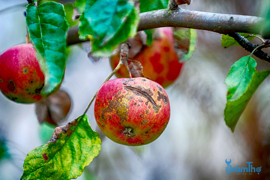 Bệnh ghẻ trên cây táo (vảy táo)