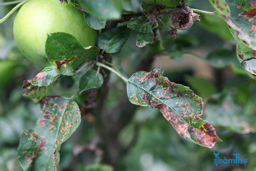Cách xác định, điều trị và ngăn ngừa bệnh ghẻ trên cây táo