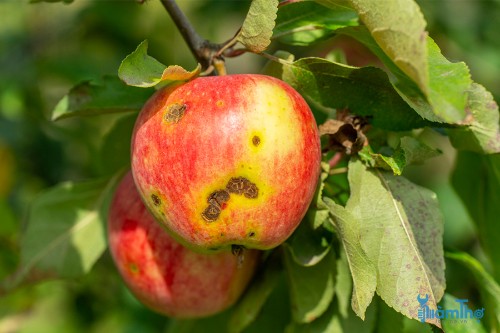 Cách xác định, điều trị và ngăn ngừa bệnh ghẻ trên cây táo