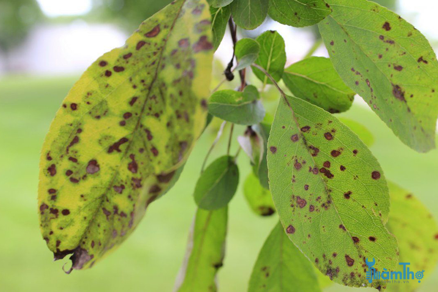 bệnh ghẻ táo xảy ra ở mặt dưới của lá