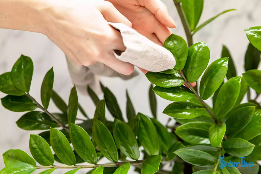 Dùng khăn lau bụi mềm trên lá bất cứ khi nào bạn quét bụi nhà