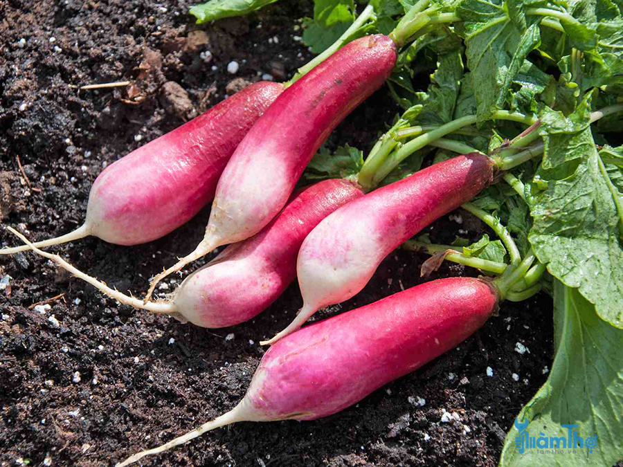 4 vấn đề phổ biến khi trồng củ cải