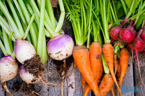 9 loại rau ăn củ bạn có thể trồng thành công