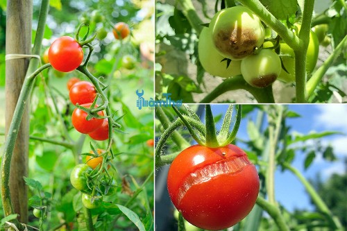 3 vấn đề phổ biến nhất của cây cà chua và cách phòng ngừa