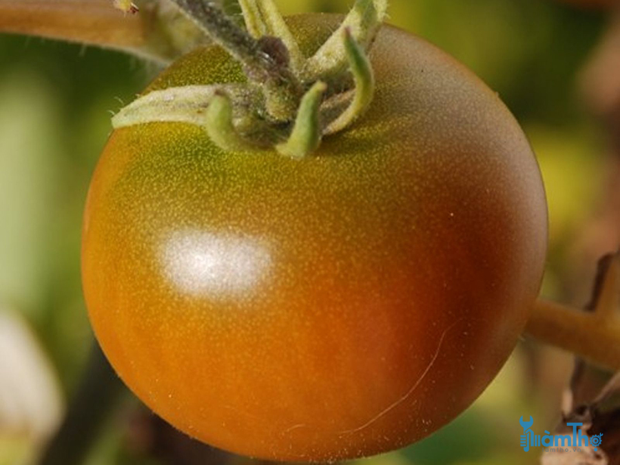 3 vấn đề phổ biến nhất của cây cà chua 